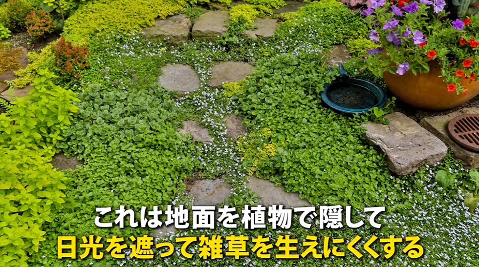 地面を植物で隠す