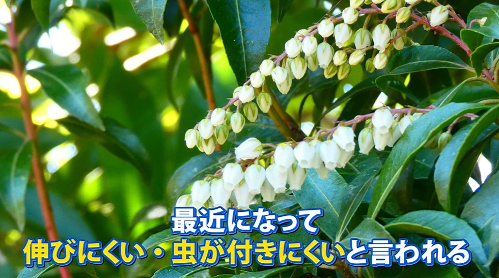 虫がつきにくい