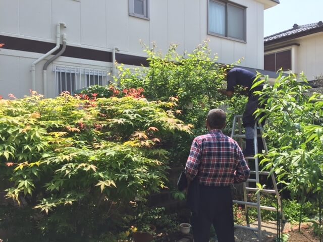 植木の剪定