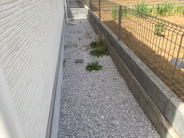 雑草が防草シートを突き破って