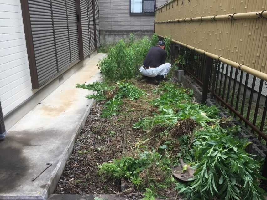 雑草の除去
