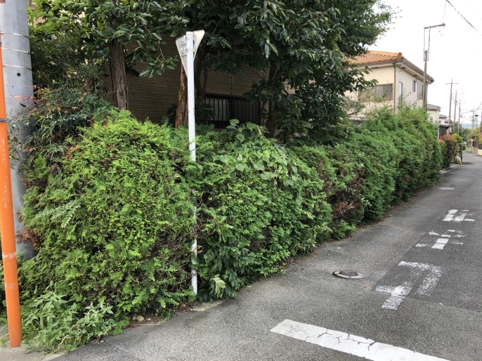 生い茂った生垣の状態で
